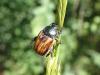 Anisoplia tempestiva